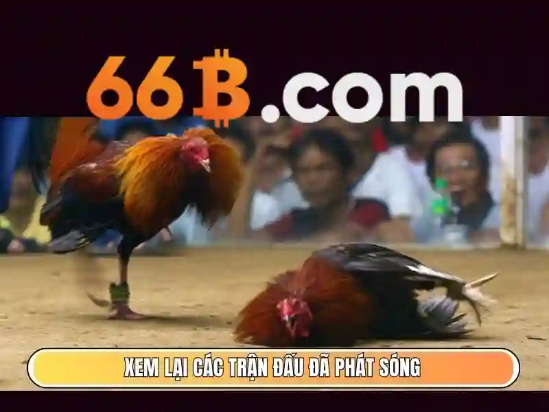 Thách thức và cơ hội khi làm việc với 66b