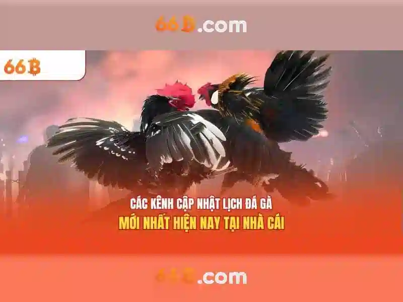 66b là gì?