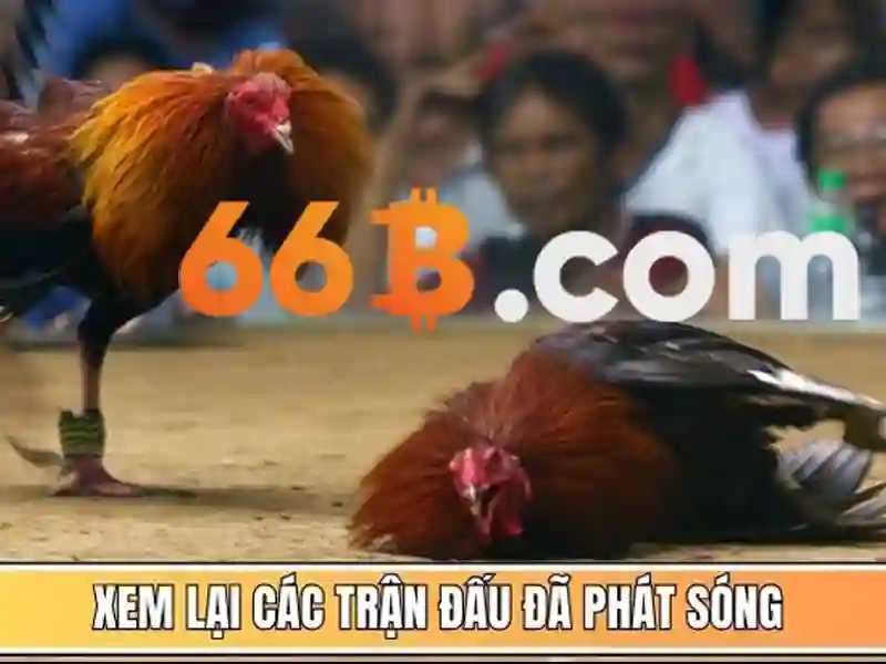 66b: một khái niệm công nghệ trong thế giới số Giao diện nhà cái hoàn hảo